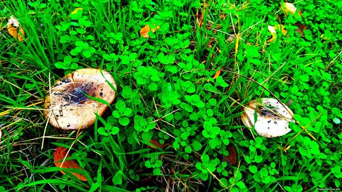 Природа Бессарабії.