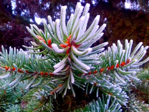 Природа Бессарабии.