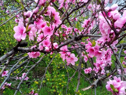 Природа Бессарабии.