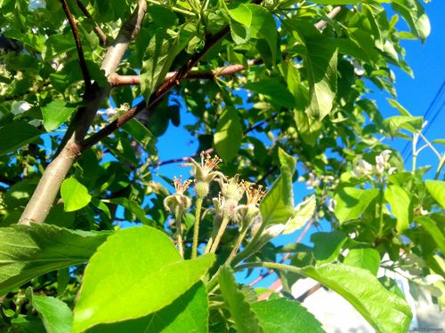 Природа Бессарабии.