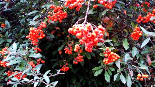 Природа Бессарабии.