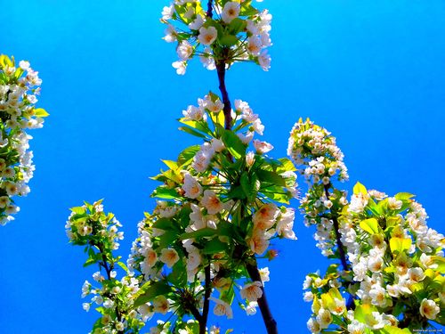 Природа Бессарабии.