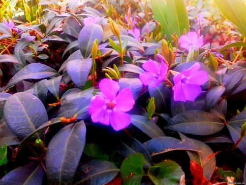 Природа Бессарабии.