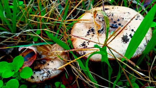 Природа Бессарабії.