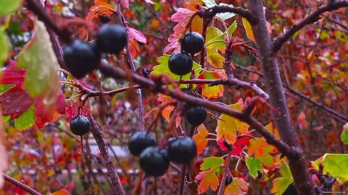 Природа Бессарабії.