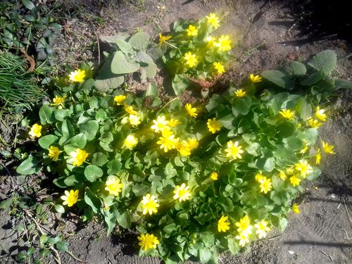 Природа Бессарабии.