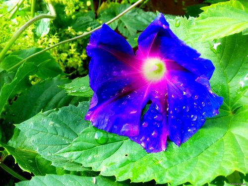 Природа Бессарабии.