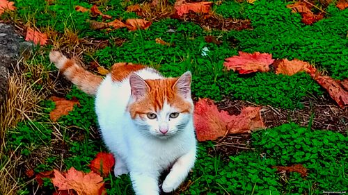 Природа Бессарабії.