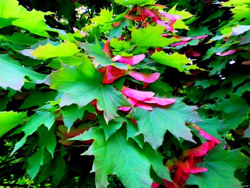 Природа Бессарабии.