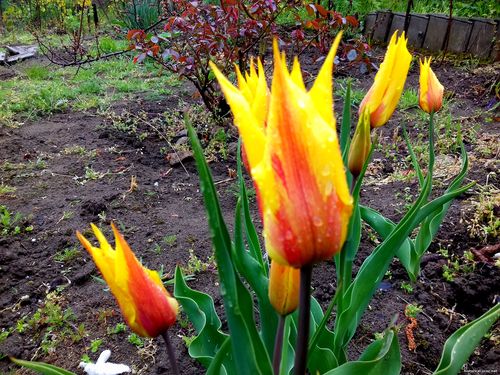 Природа Бессарабии.