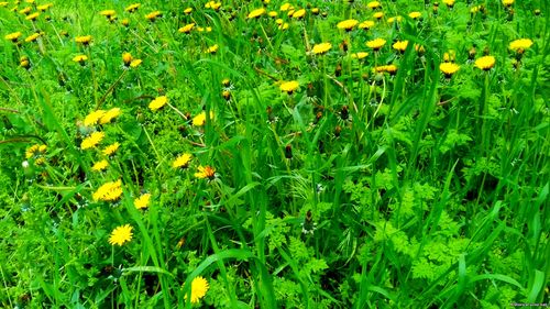 Природа Бессарабии.