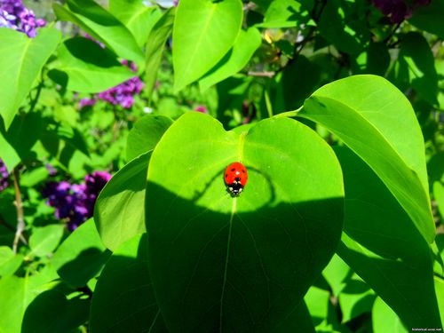 Природа Бессарабии.