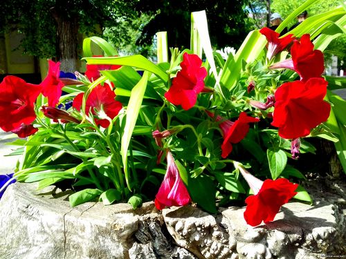 Природа Бессарабии.