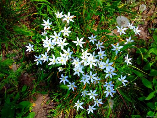 Природа Бессарабии.