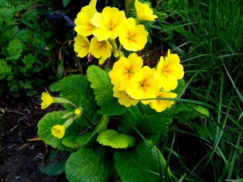 Природа Бессарабии.